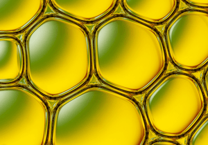 Organic Moringa Oil